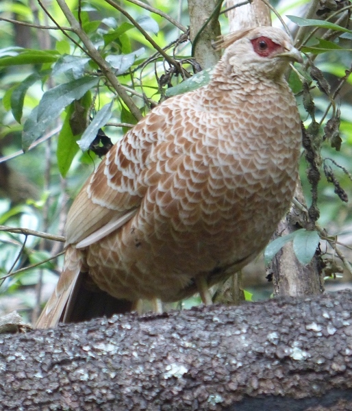 Kalij Pheasant, female